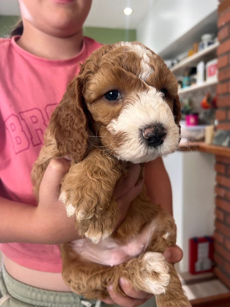 Six gorgeous Cockerpoo pups ready Sept 