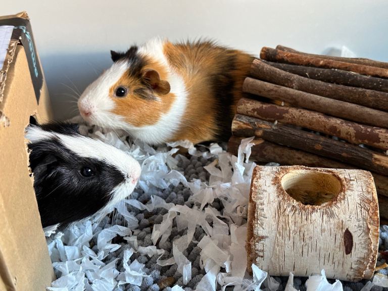 Guinea pig 2x bonded males must go together come with large cage & bedding guinea pigs 