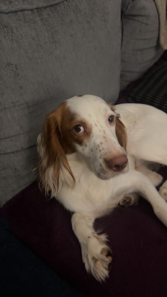 Cocker spaniel 