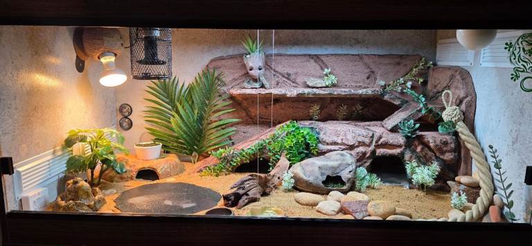 Reptile 4ft vivarium full starter kit, all you need (except animal and substrate)