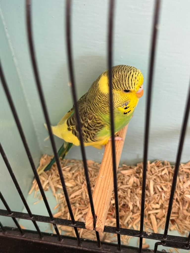 Budgies 