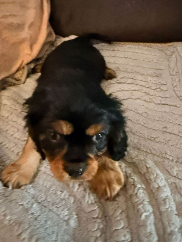 2 king Charles cavalier puppies 