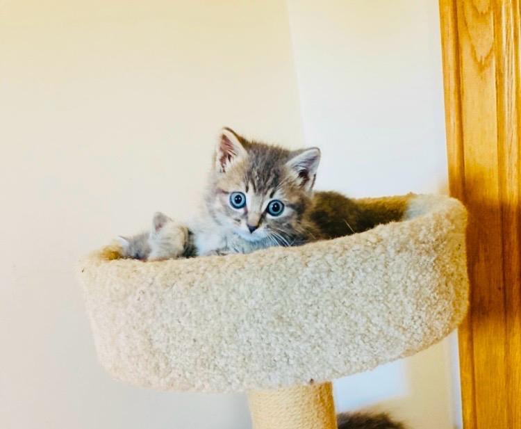 British Longhair Mix Kittens - 1 Left