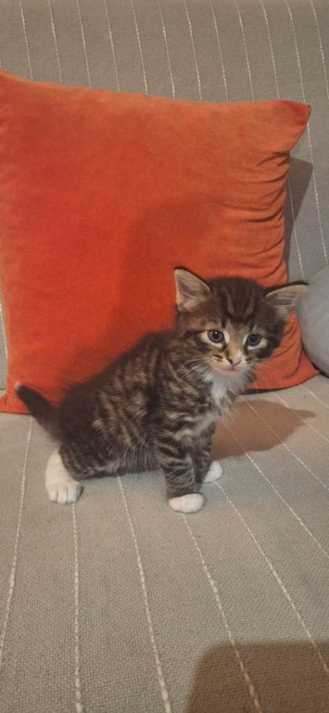 Gorgeous norwegian forest kittens