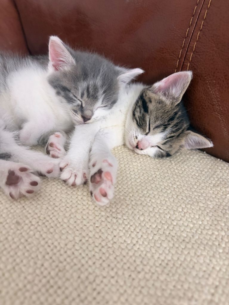 2 female 2 male kittens for sale 