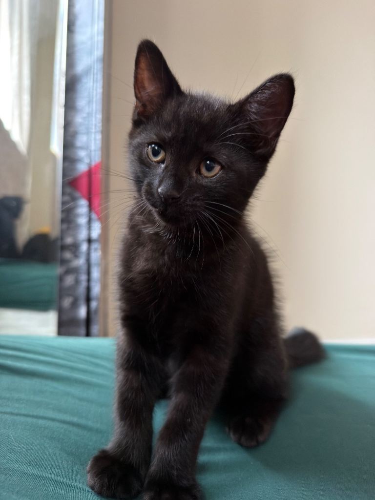 Adorable Kittens – Fully Litter & Food Trained!