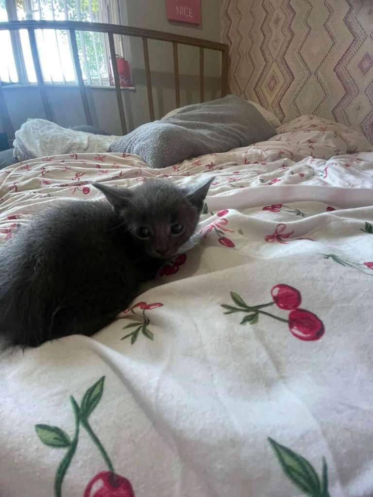 Gorgeous kittens 