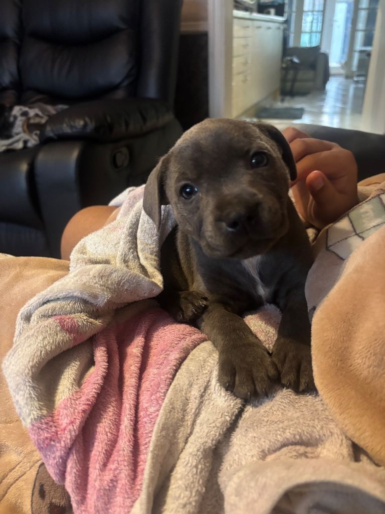 Blue staffy puppy 