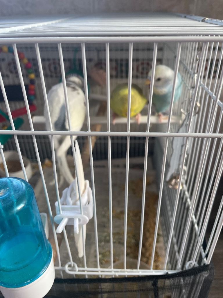 Three colourful budgies looking for a new home