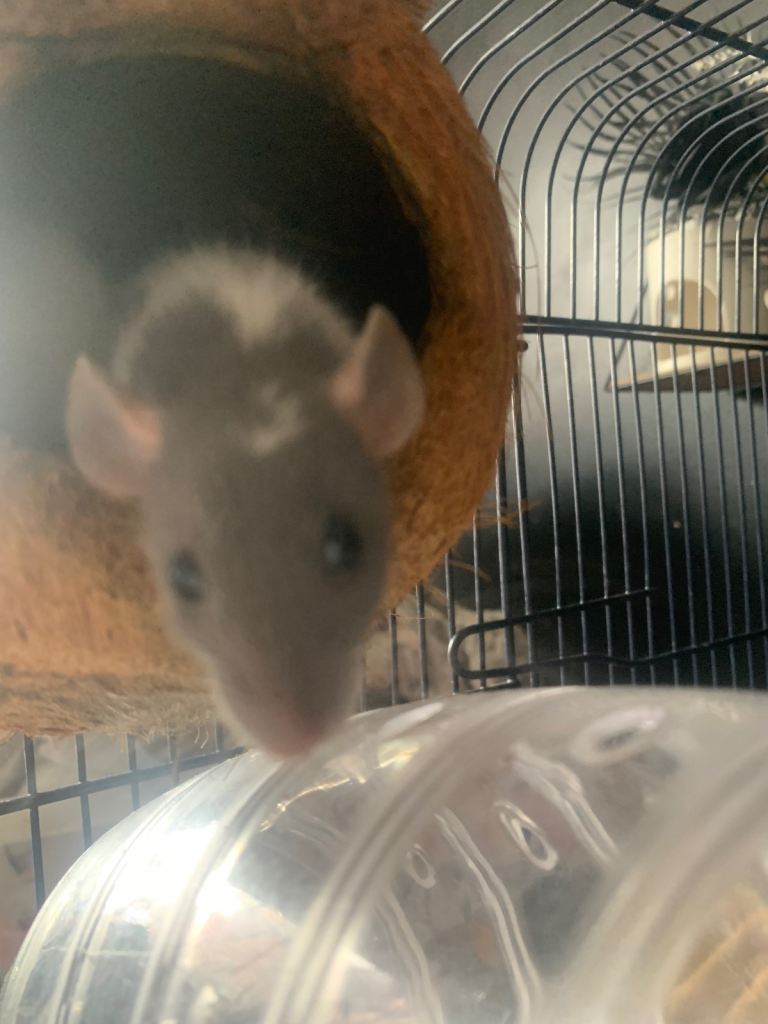 Dumbo rats 