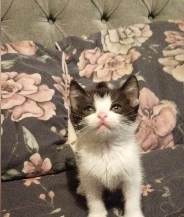 Kittens for sale 