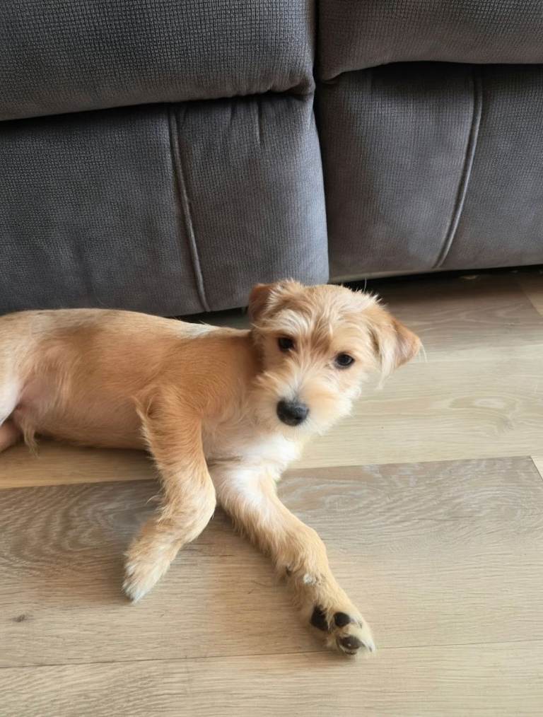  1 jack Russell x Yorkshire terrier 