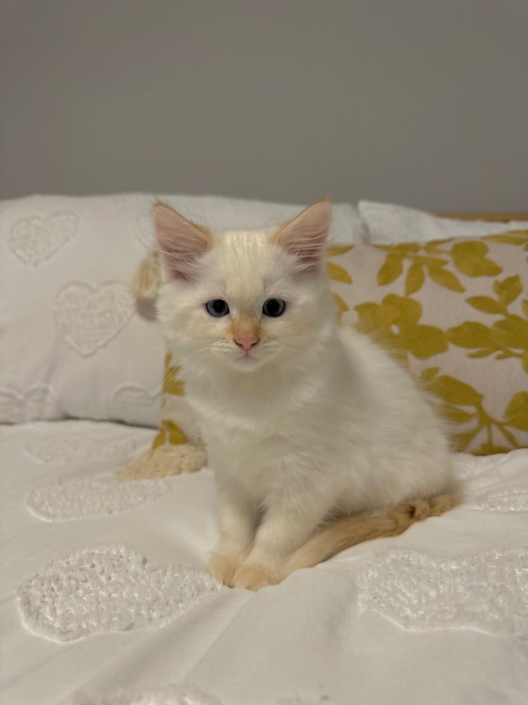 Kittens for sale
