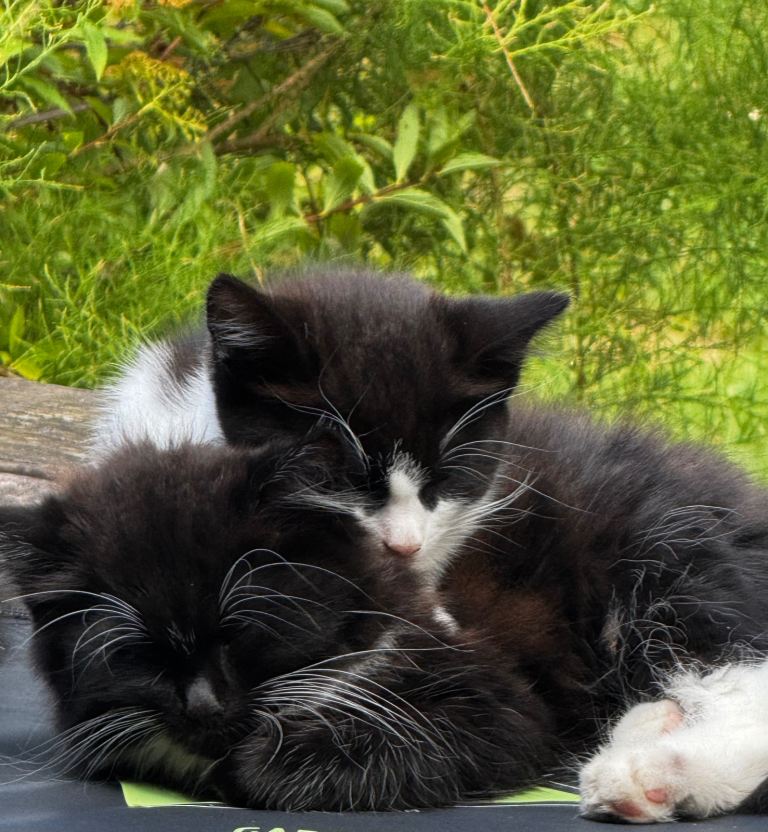 10 weeks old Kittens