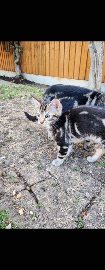 2 beautiful female kittens for sale