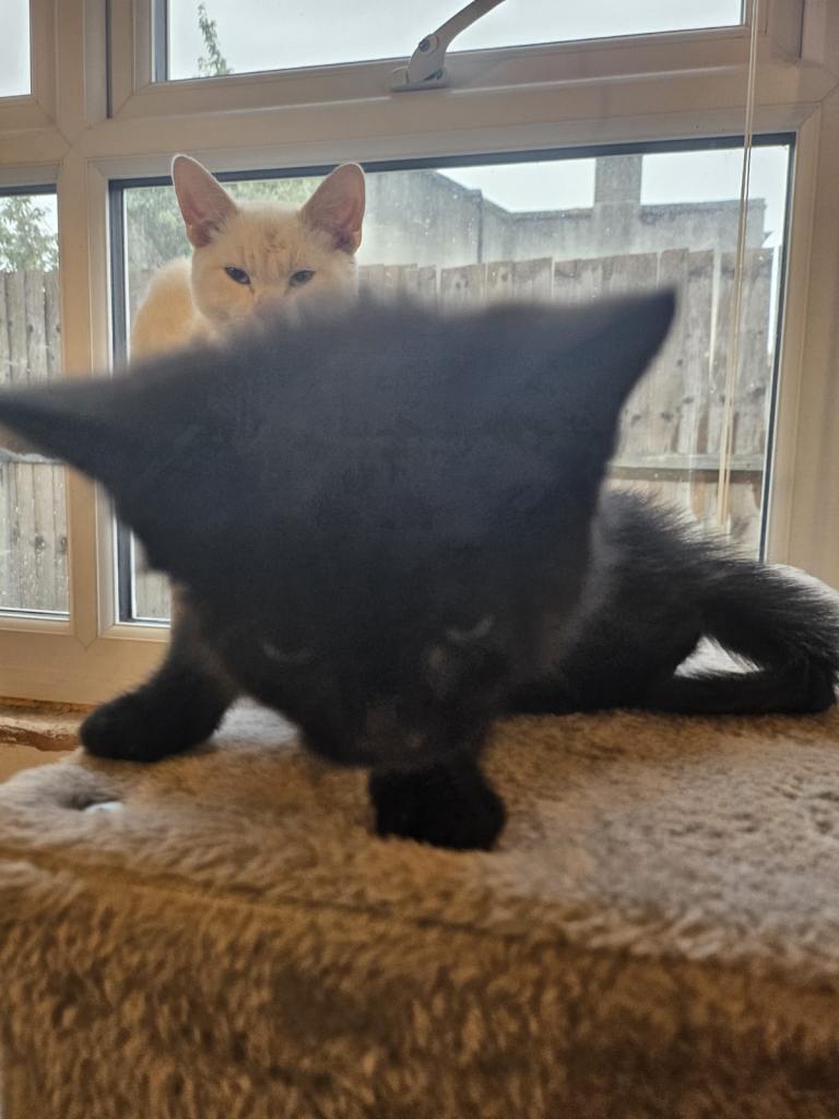 2 Sweet Black fluffy Kittens – Looking for a Loving Home