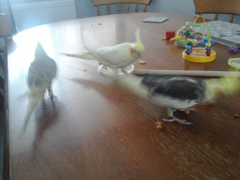 hand reared cockatiels