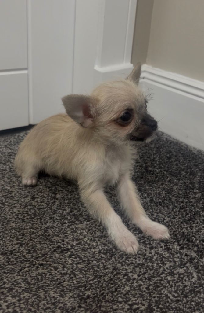 Chihuahua cross last girl 