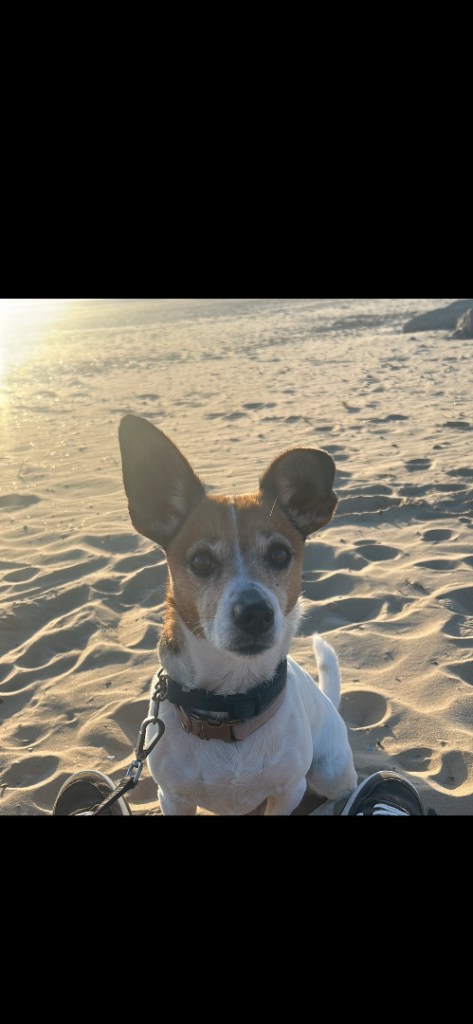 Jack Russell X daschund 