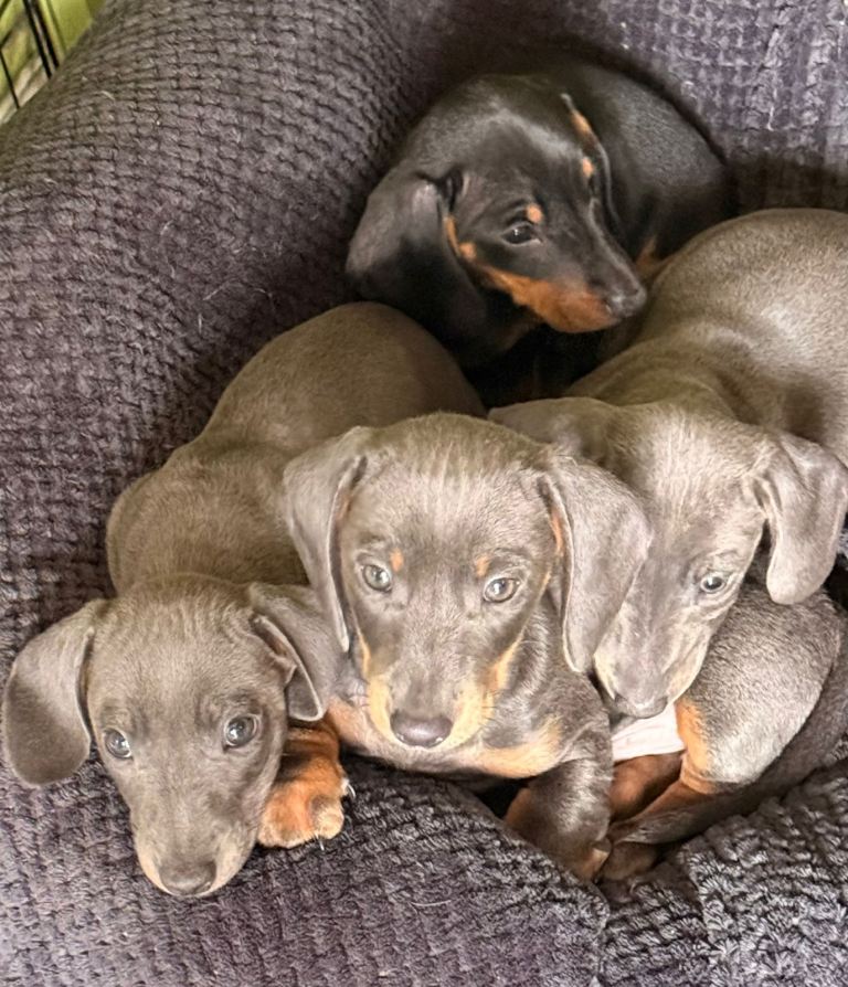 Dachshund 