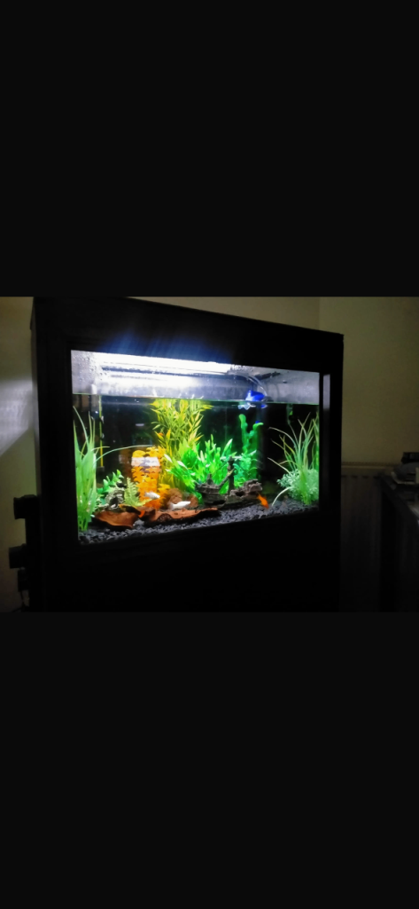 Fish tank with fish 