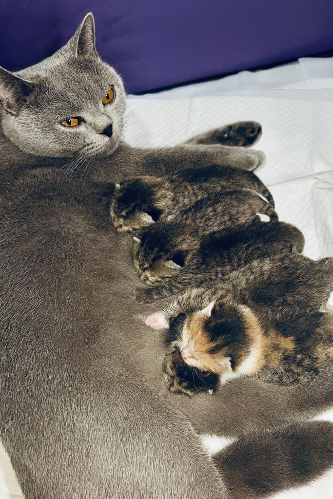 Beautiful British short hair kittens 