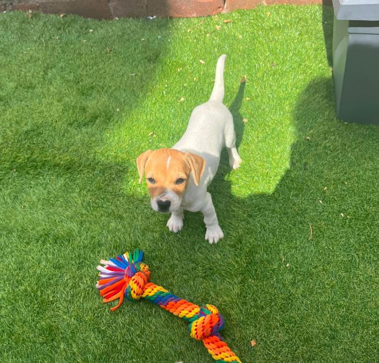  🌟 New update now 2 left of 8 lovely jack Russell puppies 🌟