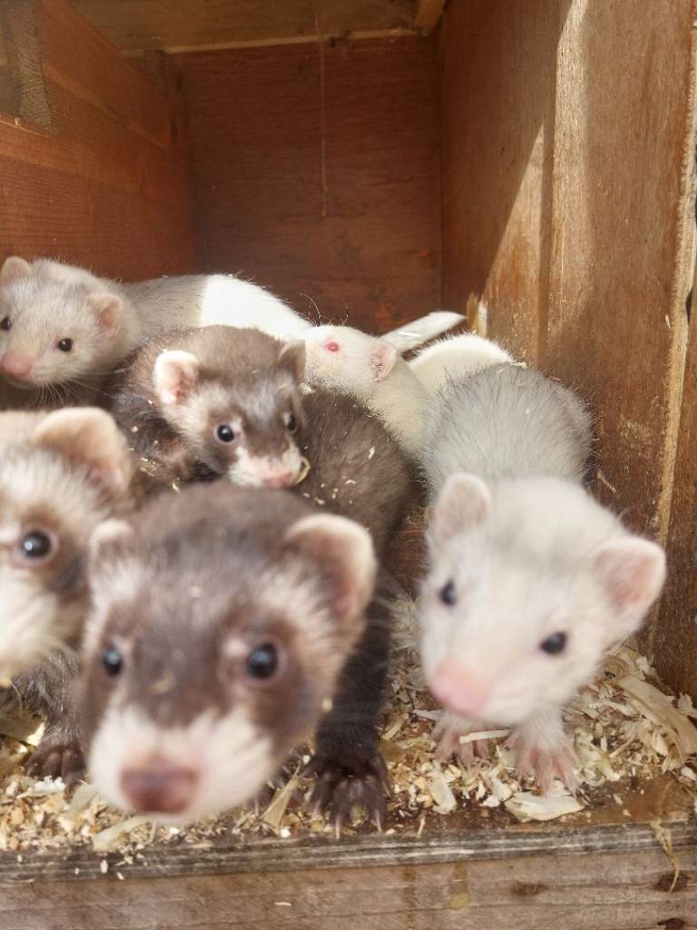 Ferret kits 