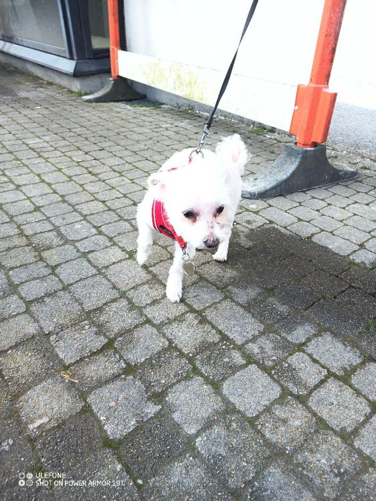 Maltese 