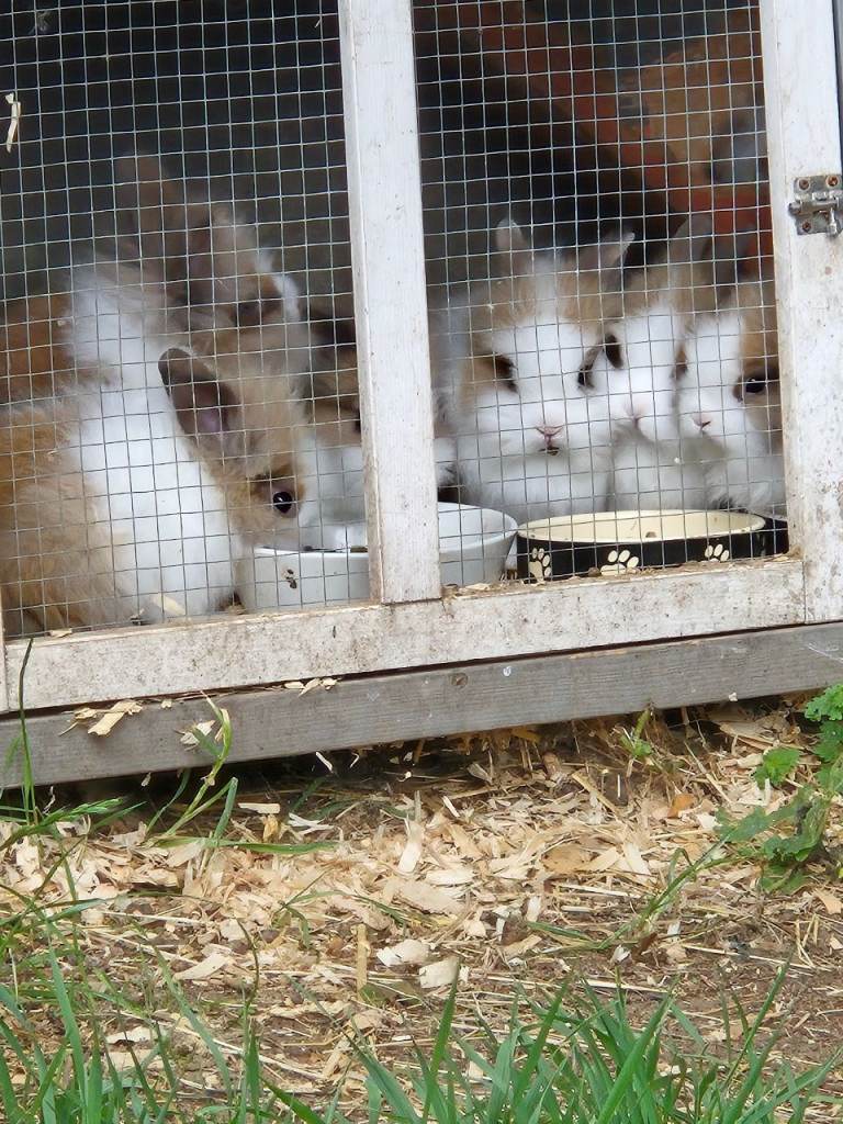 lionhead rabbits