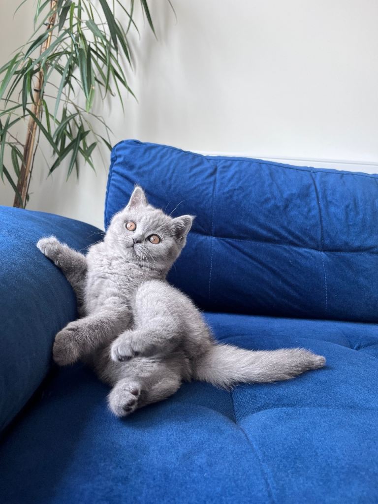 British Shorthair Kitten 