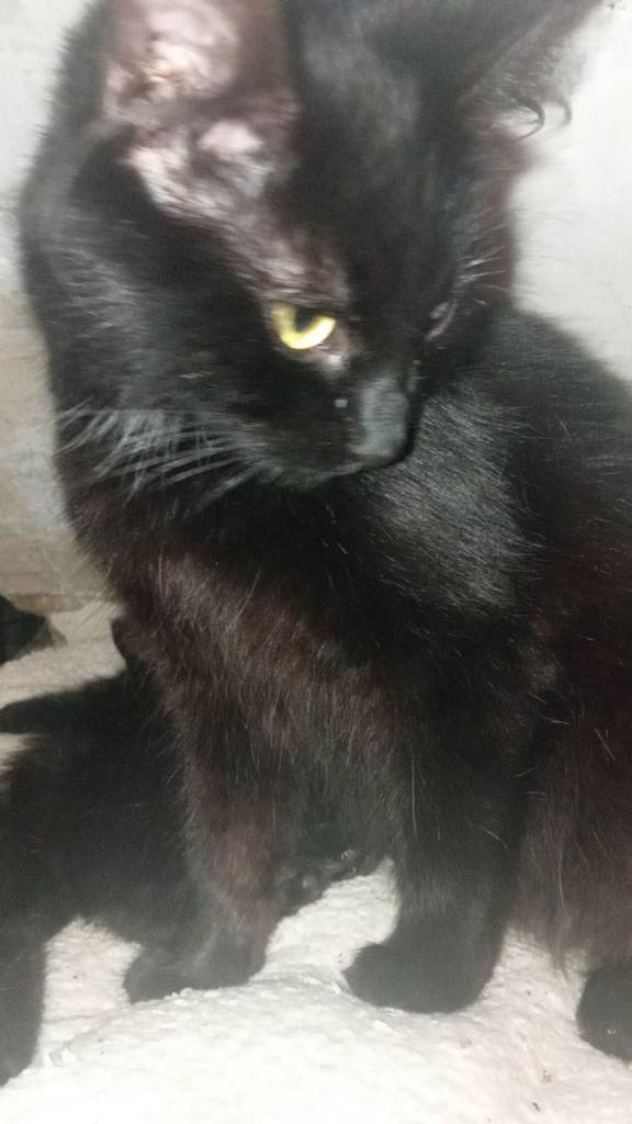 Beautiful kittens Norwegian forest cross