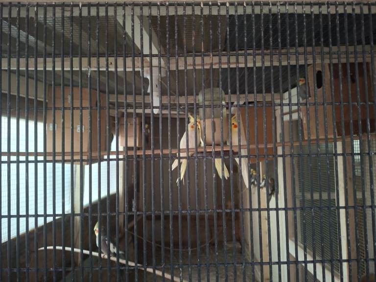 Birds for sale.
