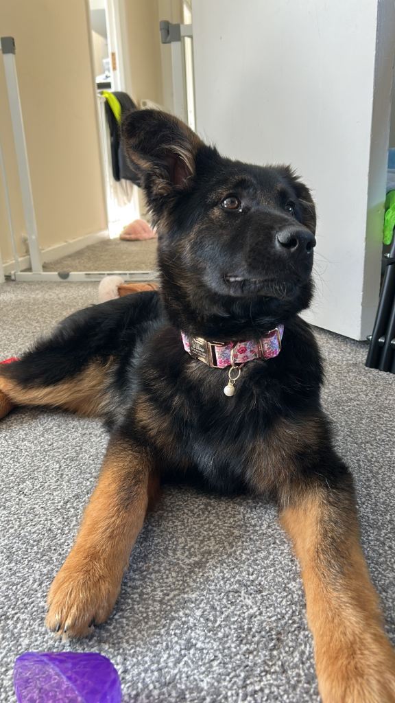 female german shepherd 