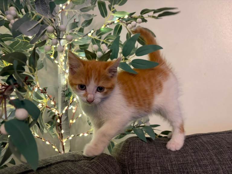 Female Kitten 