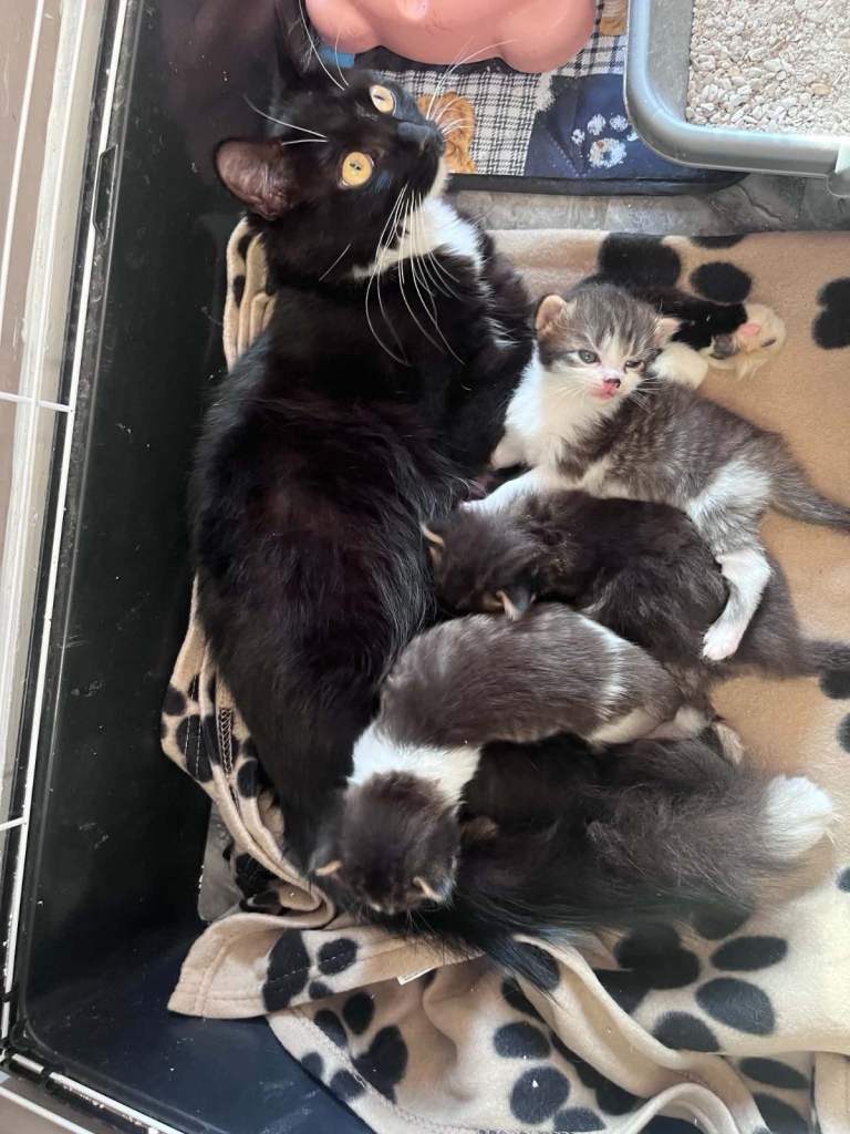 Ragdoll cross kittens 