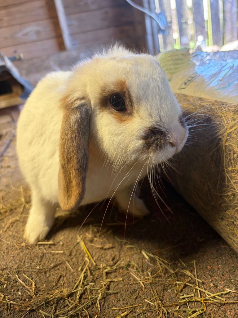 Mini lop doe 