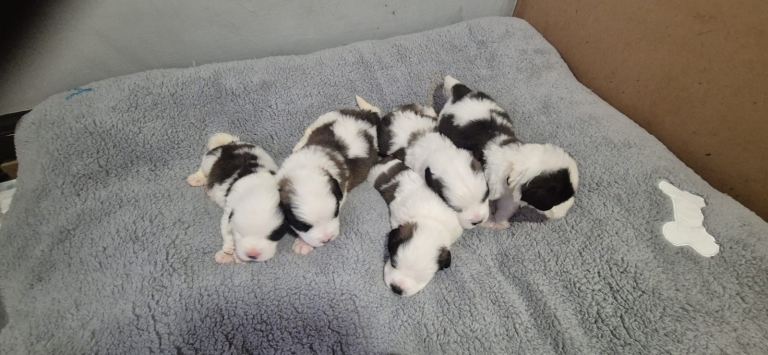 4 Saint Bernard puppies left looking for their forever home