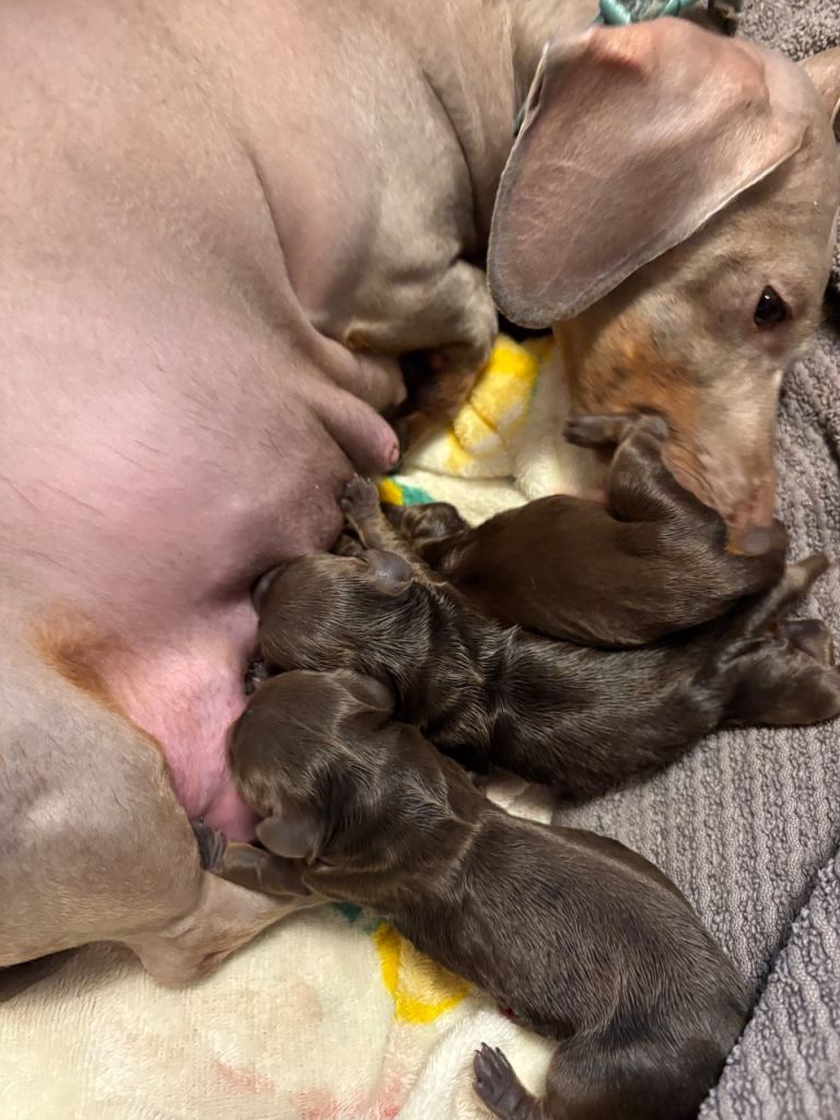 Stunning miniature dachshunds 