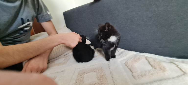 kittens