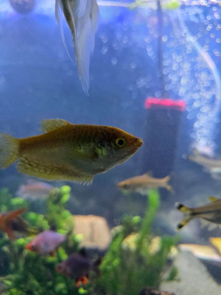 Blue Gourami / Gold Gourami 