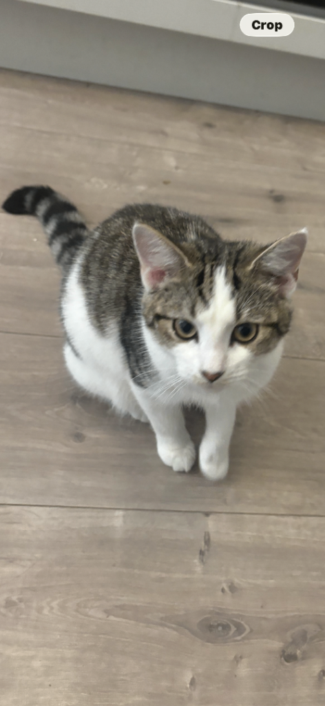 Grey and white 6 month old female cat