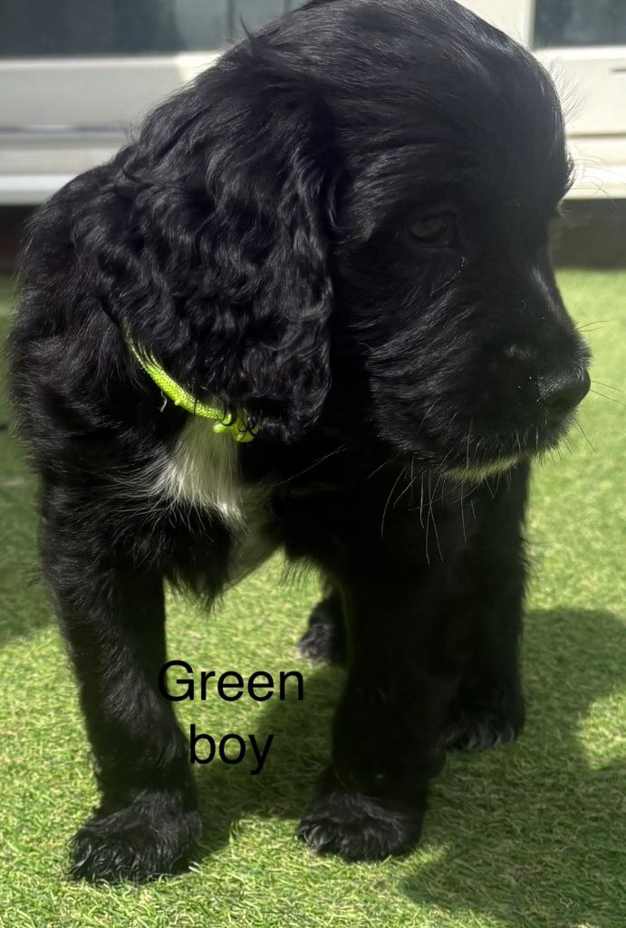 Cocker spaniels 