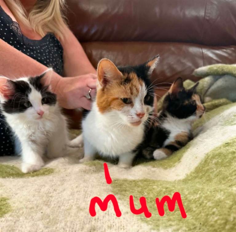 Stunning British Shorthair x Calico cross kittens