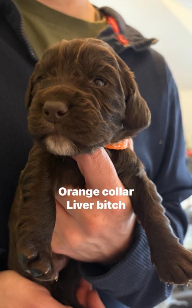 Gorgeous kc reg working cocker spaniel puppies 