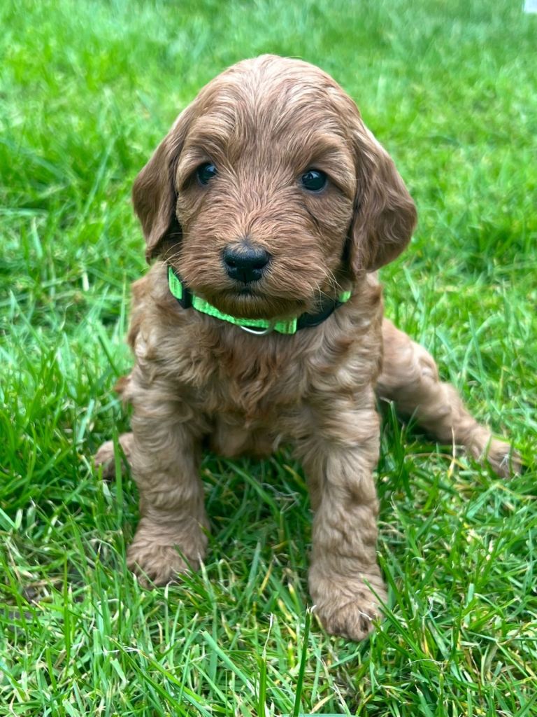 Fox Red Cockapoo Puppies