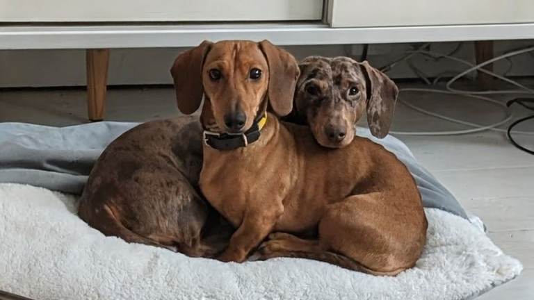 Gorgeous Dachshund Puppies for sale *** PRICE DROP *** 0 girls, 3 boys available ***