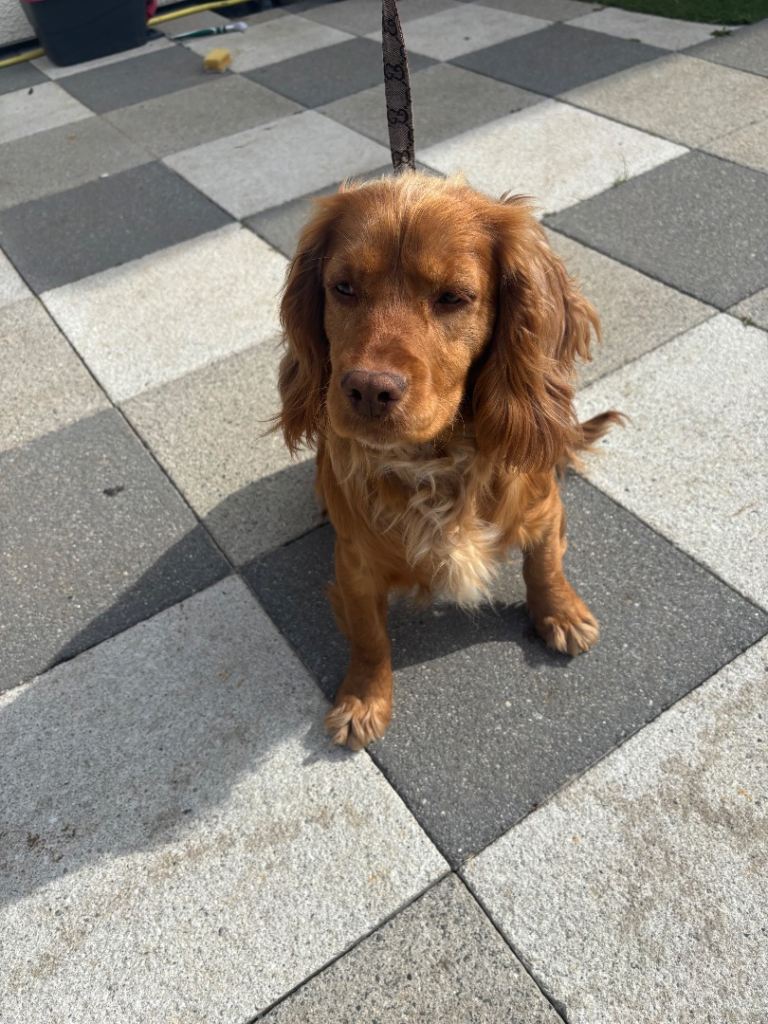 Cocker spaniel bitch 2 years old 