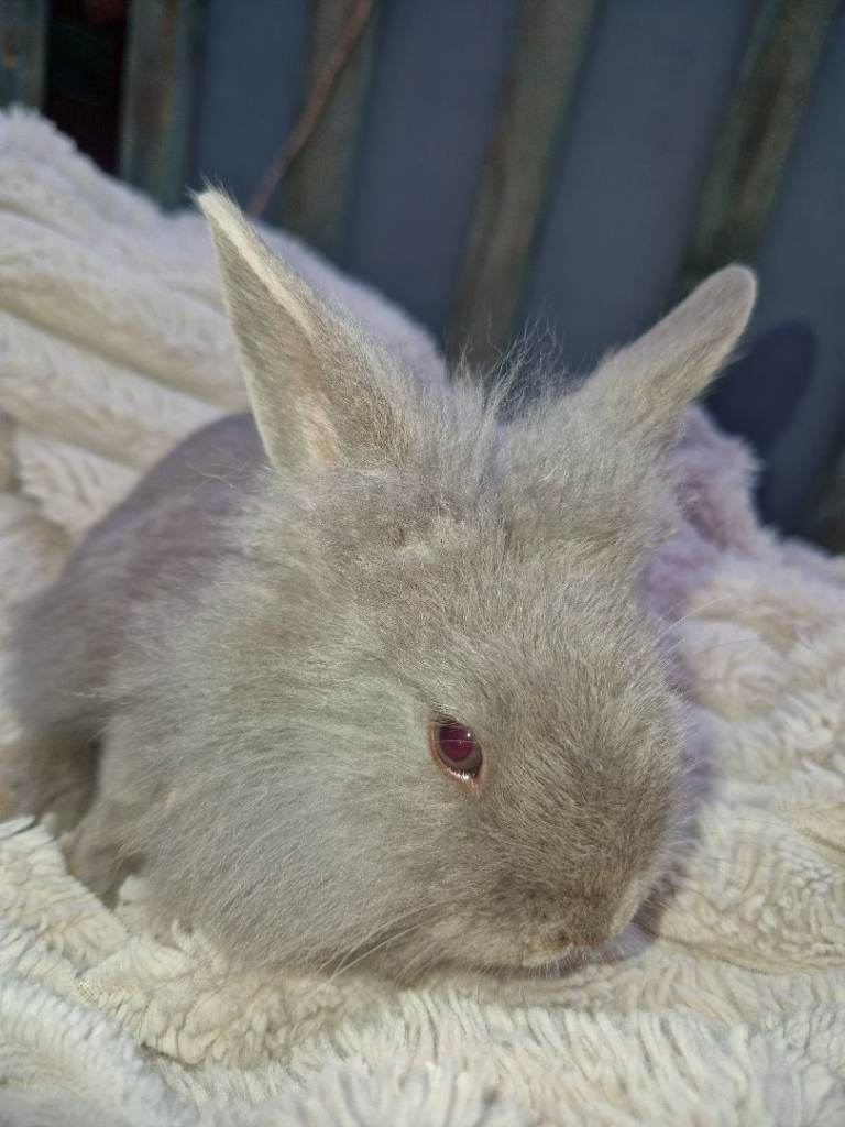 5 cute bunnies available to be collected now at 8 weeks