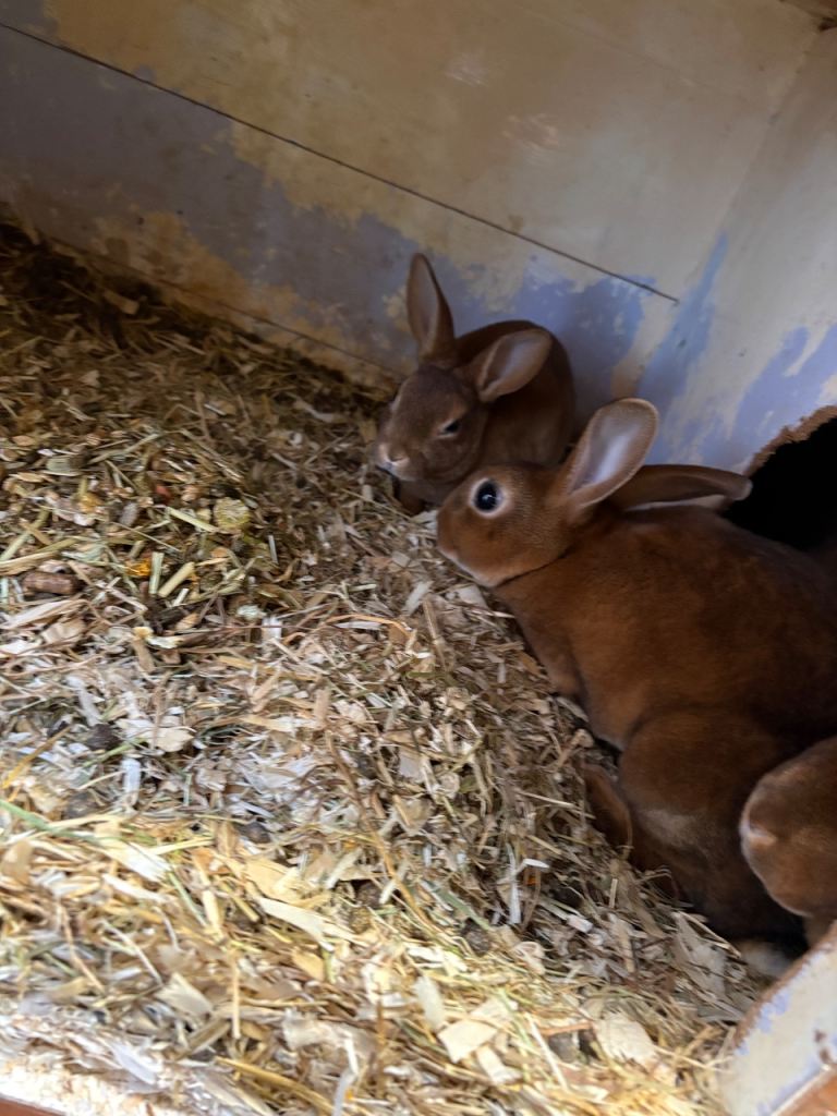 Baby mini Rex rabbits